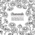 Chamomile vector drawing frame. Isolated daisy wild flower and leaves. Herbal engraved style illustration.