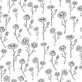 Chamomile vector drawing seamless pattern. Isolated daisy wild flower and leaves background. Herbal engraved