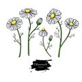 Chamomile vector drawing set. Isolated daisy wild flower and leaves. Herbal artistic style illustration.