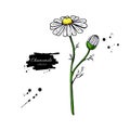 Chamomile vector drawing set. Isolated daisy wild flower and leaves. Herbal engraved style illustration.