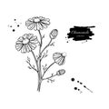 Chamomile vector drawing set. Isolated daisy wild flower and leaves. Herbal engraved style illustration.