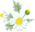 Chamomile Vector Illustration Isolated on White