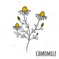 Chamomile. Vector illustration with a plant. Hand drawn style Royalty Free Stock Photo