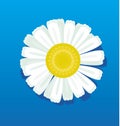 Chamomile vector illustration. Royalty Free Stock Photo