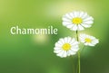 Chamomile vector illustration. Royalty Free Stock Photo