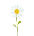Chamomile vector illustration. Royalty Free Stock Photo