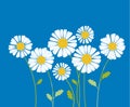 Chamomile vector illustration. white daisy flower in decorative Royalty Free Stock Photo