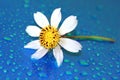 Chamomile with water drop