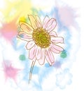 Chamomile watercolor