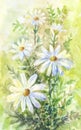 Chamomile watercolor painting