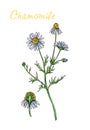 Chamomile, watercolor painting and liner isolated on white background.