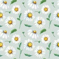 Chamomile watercolor seamless pattern. White summer flowers on gray background