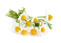 Chamomile Royalty Free Stock Photo