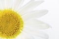 Chamomile on white. Royalty Free Stock Photo