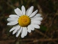 Chamomile Royalty Free Stock Photo