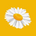 Chamomile. A white daisy flower on a yellow background. A bright wildflower. Vector illustration Royalty Free Stock Photo