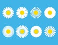 Chamomile. White daisy round flower set. Chamomile icon collection. Isolated on blue background. Flat design. Vector illustration Royalty Free Stock Photo