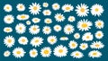 Chamomile white flat flowers collection. Daisy bouquet, isolated flower on blue background. Decorative nature floral