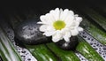 Chamomile white flower, green leaf and Black stones with drops. Nature background Royalty Free Stock Photo