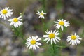 Chamomile white flowers closeup Royalty Free Stock Photo