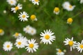 Chamomile white flowers closeup Royalty Free Stock Photo