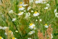 Chamomile white flowers closeup Royalty Free Stock Photo