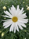 Chamomile is white without a petal. Drops of water on the petals.The daisy is a species of the daisy family