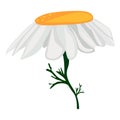 Chamomile with white petals vector single illustration