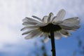 Chamomile white photo on the bottom against the blue sky Royalty Free Stock Photo