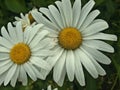 Chamomile white two Royalty Free Stock Photo