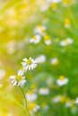 Chamomile wild Daisies Spring flowers field background. Nature
