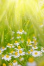 Chamomile wild Daisies Spring flowers field background in sun