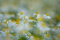 Chamomile wild flower field. Meadow of white Chamomile flowers. Herbal medicine. Chamomile background. Spring Daisy. Royalty Free Stock Photo