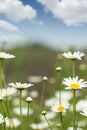 Chamomile wild flower meadow