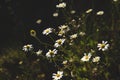 Chamomile wild flowers blooming in springtime Royalty Free Stock Photo