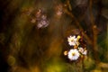 Chamomile wild flowers in fall dry meadow