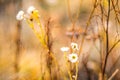 Chamomile wild flowers in fall dry meadow