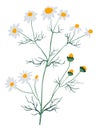 Chamomile Wildflower Plant, Flowering Blossom