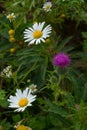 Chamomile, yarrow and burdock in meadow in the on summer sunny day