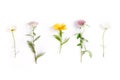 Chamomile, yarrow, calendula, clover medicinal herbs isolated on white background, flat lay