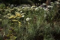 Chamomile, yarrow, field plants adorn garden