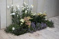 Chamomile, yarrow, field plants adorn garden