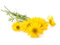 Chamomile Royalty Free Stock Photo