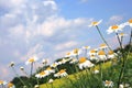 Chamomiles (camomile ) and sky. Royalty Free Stock Photo