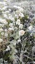 Chamomiles covered with hoarfrost in the morning light Royalty Free Stock Photo