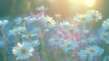 Chamomiles daisies macro in summer spring field on background blue sky with sunshine Royalty Free Stock Photo