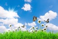 Chamomiles daisies macro in summer spring field on background blue sky with sunshine and a flying butterfly Royalty Free Stock Photo