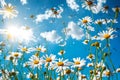 Chamomiles daisies macro in summer spring field on background blue sky Royalty Free Stock Photo