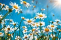 Chamomiles daisies macro in summer spring field on background blue sky Royalty Free Stock Photo