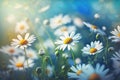 Chamomiles daisies macro in summer spring field on background blue sky with sunshine and Summer natural landscape with copy space. Royalty Free Stock Photo